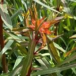 Euphorbia palustris Liść