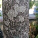 Dais cotinifolia Φλοιός