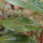 Erythroxylum laurifolium Leaf