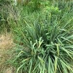 Yucca flaccida Leaf