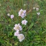 Strandgrasnelke, Armeria maritimaFlower