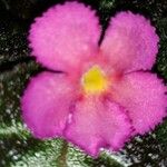 Episcia lilacina പുഷ്പം