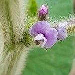 Glycine max Blüte