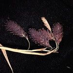 Carex atrofusca Кветка