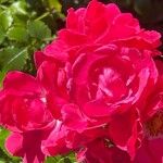 Rosa pendulina Flor