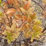 Rubia fruticosa Hoja