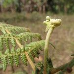 Pteridium capense 葉