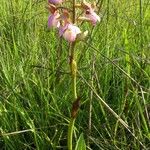 Eulophia latilabris Flor