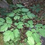 Actaea spicata Elinympäristö