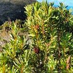 Protea repens Habitat