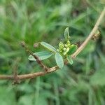 Melilotus albus Foglia