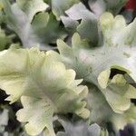 Phlebodium aureum Blatt
