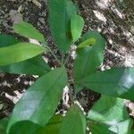 Toddalia simplicifolia Engl.Folha