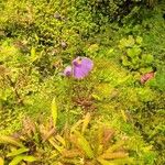 Utricularia longifolia Flor