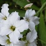 Cardamine heptaphylla Кветка