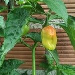 Capsicum chinenseFruit