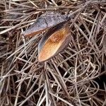 Hakea sericea Fruto