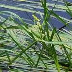 Sparganium emersum Fula