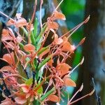 Hedychium coccineum Цвят