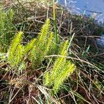 Lycopodium annotinum Levél