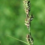 Carex buxbaumii Плід