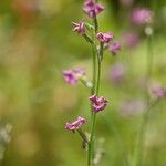 Chorispora tenella Vekstform