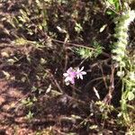 Erodium cicutariumBlüte