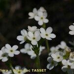 Androsace obtusifolia Fula