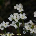 Androsace obtusifolia Цветок