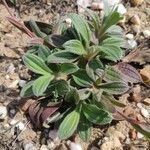 Tuberaria lignosa Blatt