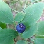 Vaccinium ovalifolium Fruit