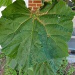 Paulownia tomentosaᱥᱟᱠᱟᱢ