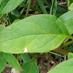 Chenopodium polyspermum Blad