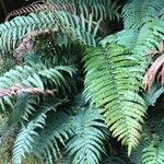 Blechnum cordatum Altres