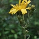 Hieracium umbellatumFlower