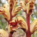 Orobanche gracilis Flor