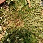 Selaginella lepidophylla Лист