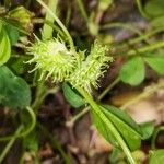 Medicago polymorpha Fruit