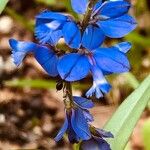 Polygala alpina Flor