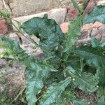 Nicotiana plumbaginifolia Blad