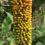 Amorphophallus paeoniifolius 果実