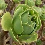 Aeonium balsamiferum 叶