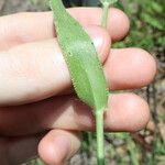 Urochloa panicoides Feuille