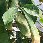 Annona muricata Leaf