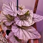 Begonia rexBlad