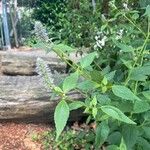 Agastache foeniculum Flower