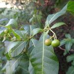 Rauvolfia viridis Fruit