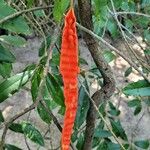 Morisonia indica Fruit