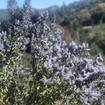 Ceanothus leucodermis 花