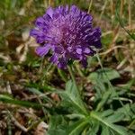 Knautia collinaFloare